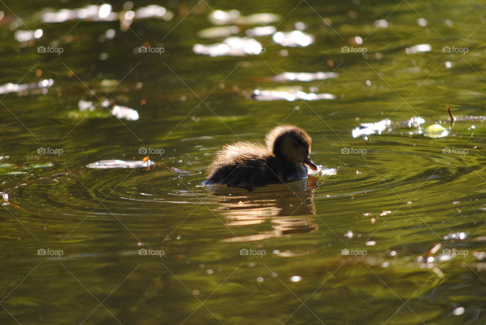 Duckling 