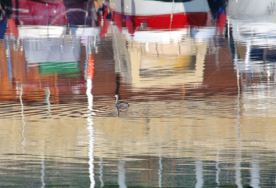 Svasso maggiore riflesso in acqua con barchette