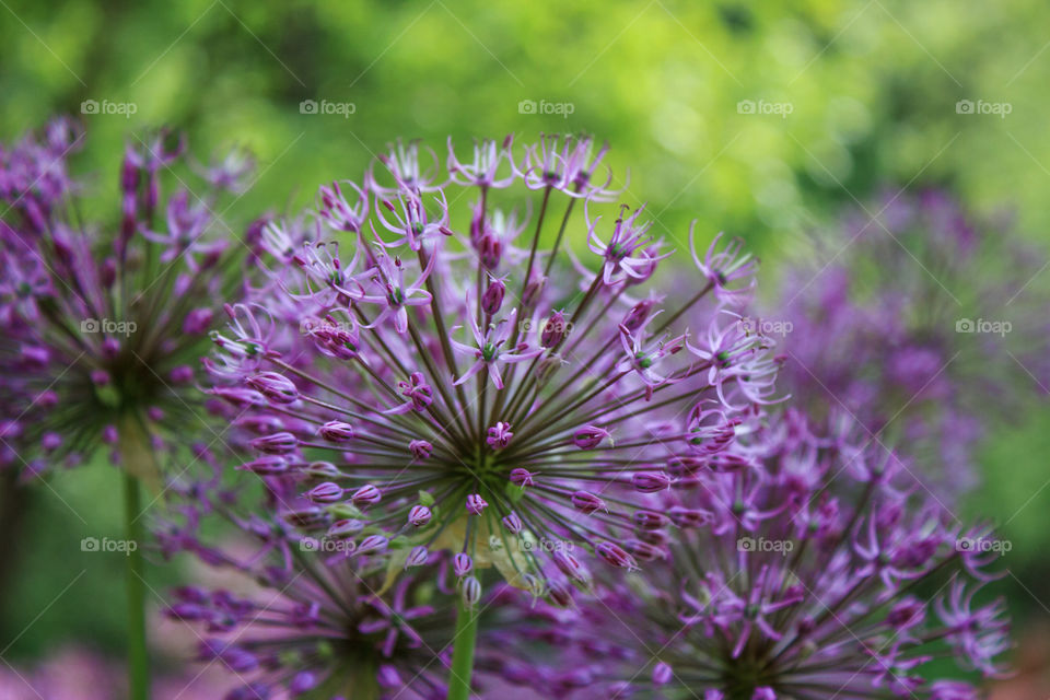 purple flowers