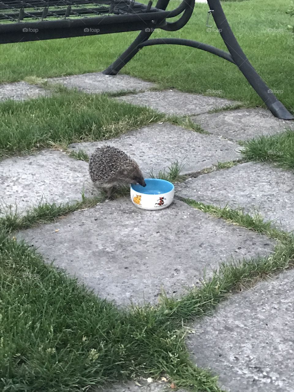 Hedgehog came to eat