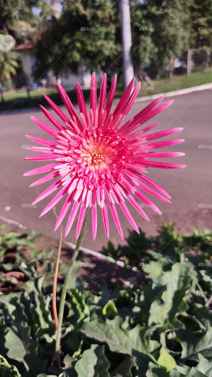 Gérbera da ilha, gerbera chefe, rosa de flor dupla