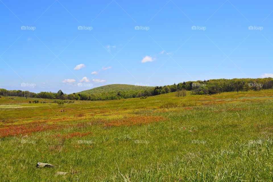 Big Meadows. Shenandoah National Park