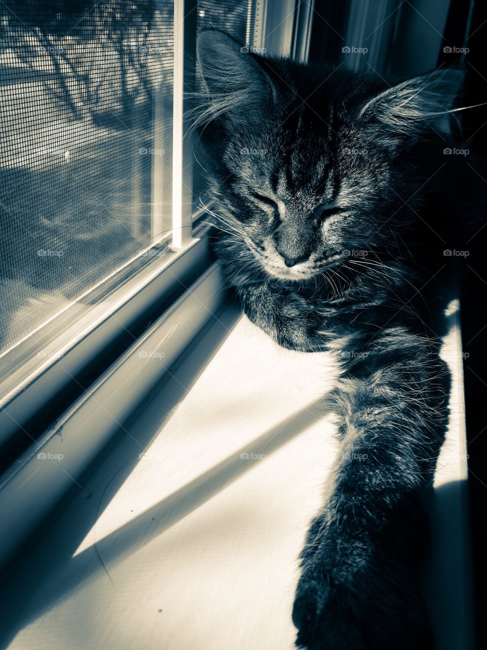 Sunning tabby kitten on white windowsill