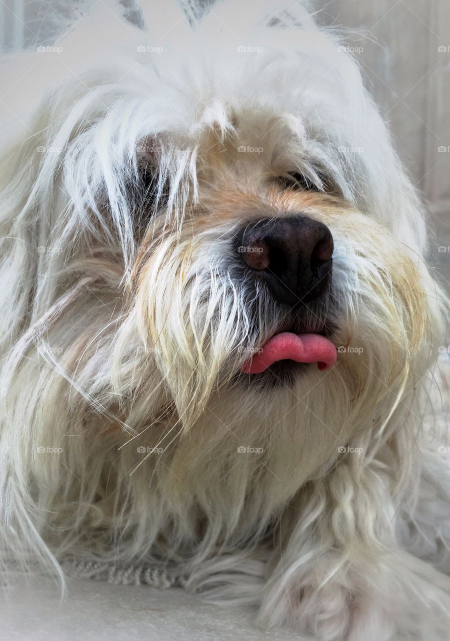 Extreme close-up of a dog