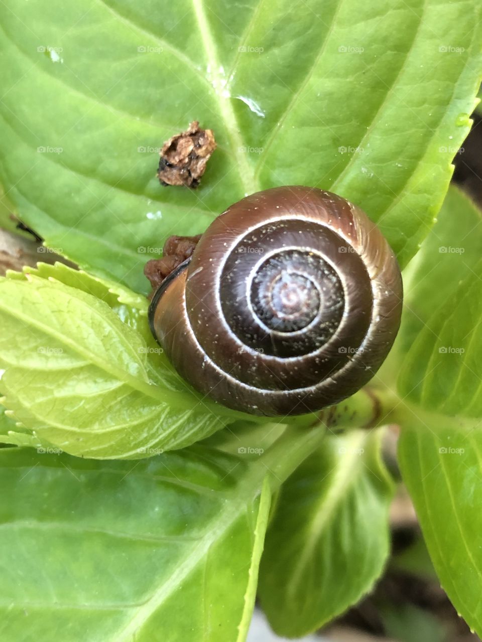 Snail in it’s dark shell on a bright green leaf 
