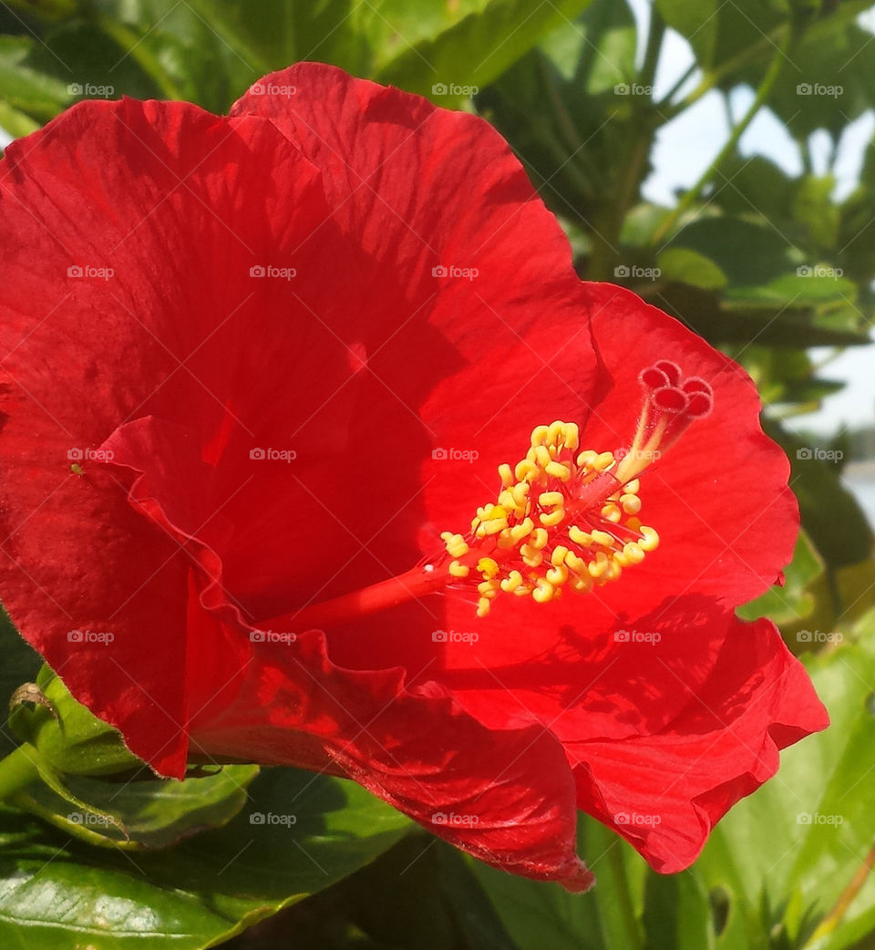 intense red hibiscus