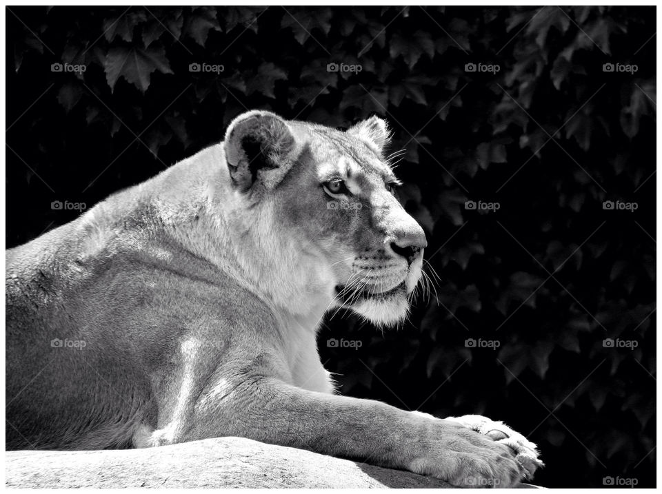 animal mammals lion black-and-white by landon