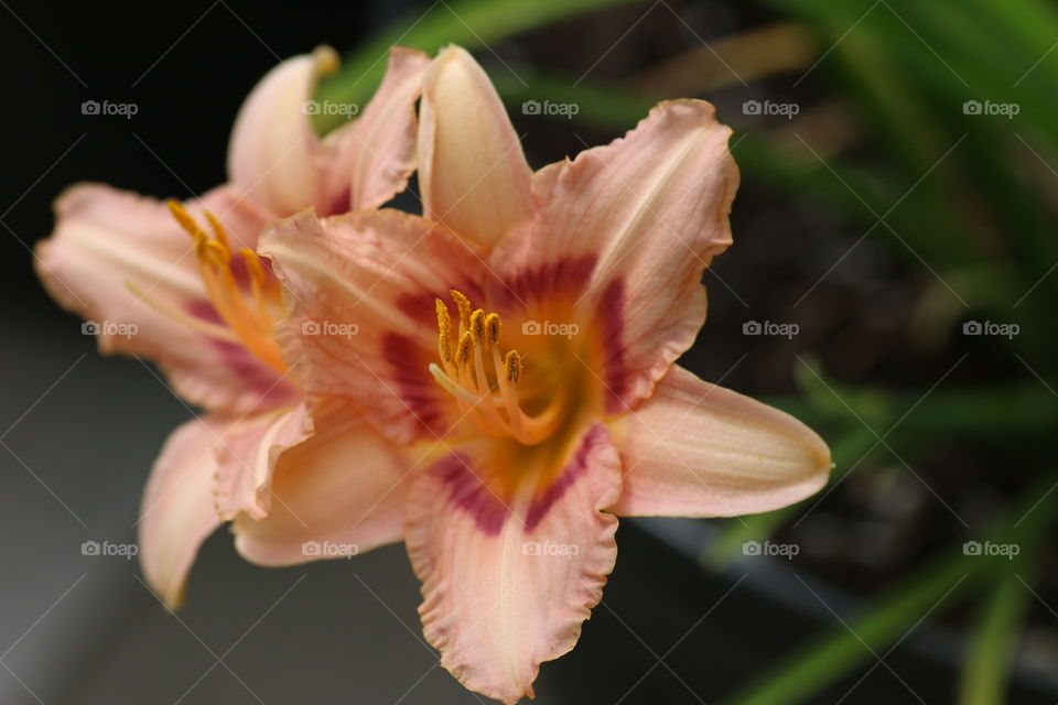 Daylily