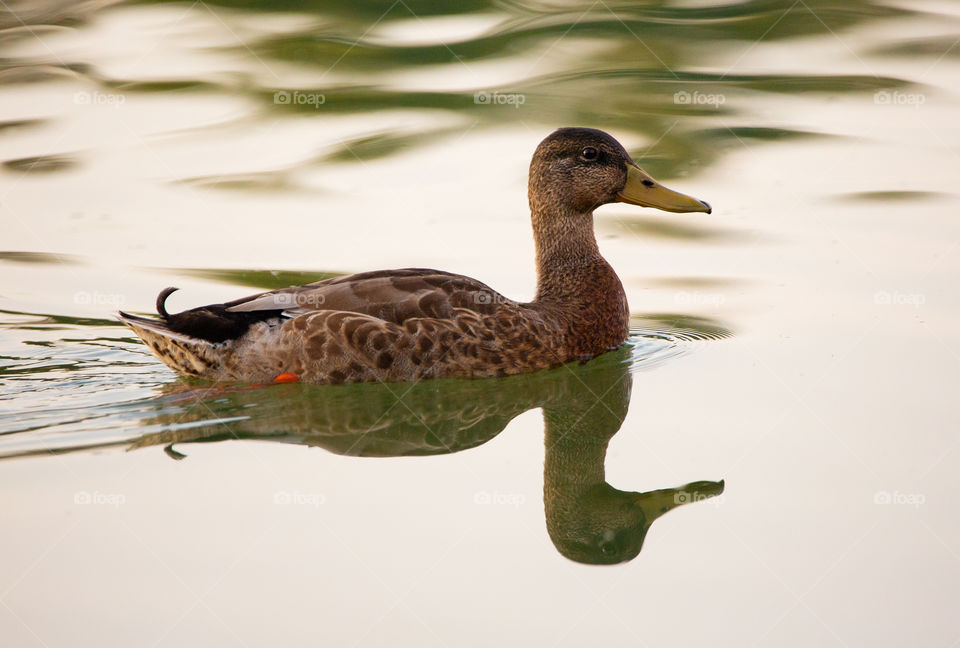 Female Mallard