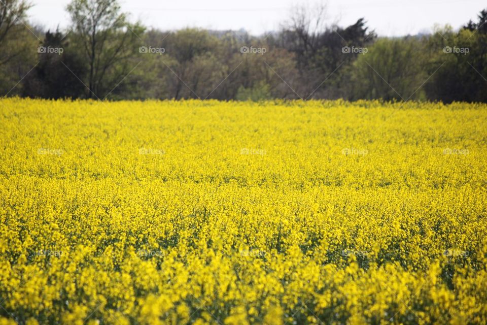 Saffron Field