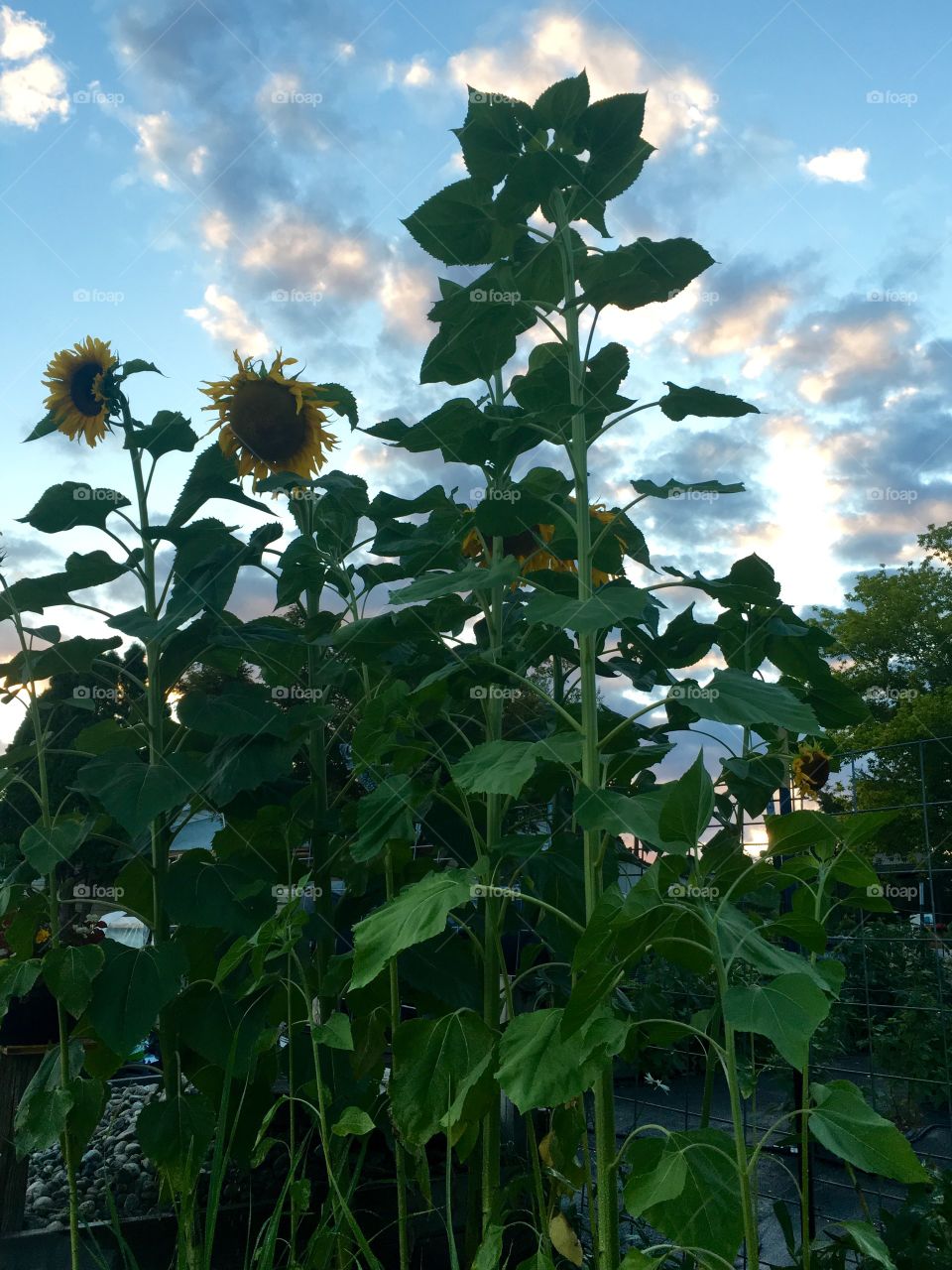 Sunflowers
