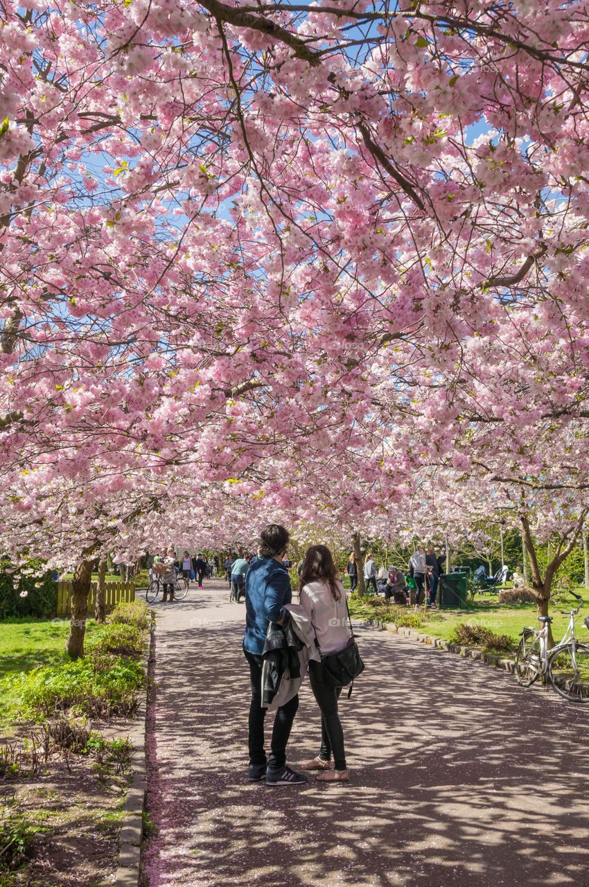 Pink park