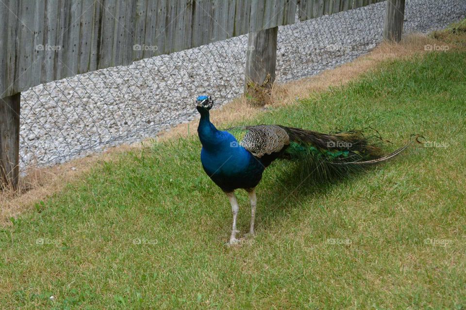 peacock