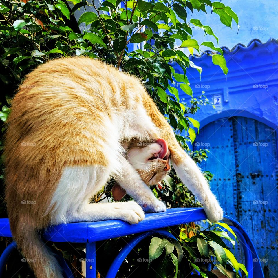 Street cat cleaning is elbow in the blue city of Chefchaouen, Morocco