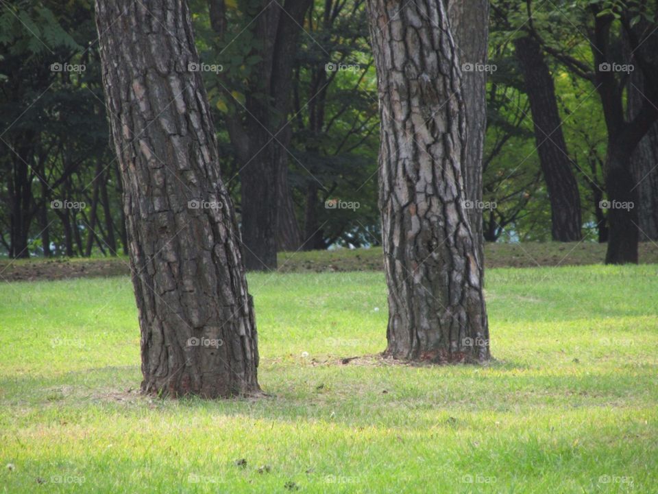 Twin Trees in Park