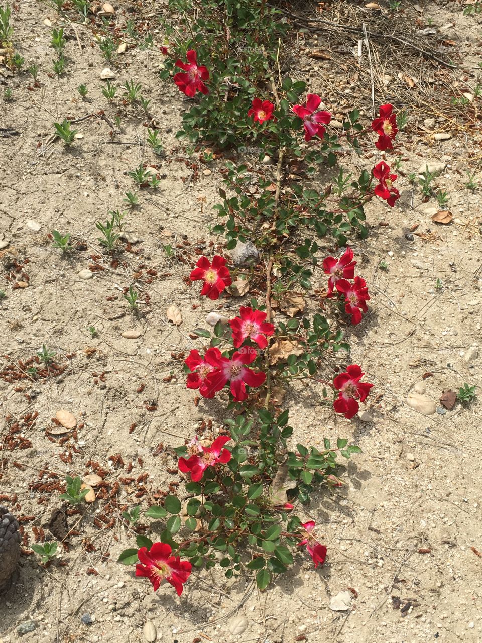 Desert roses