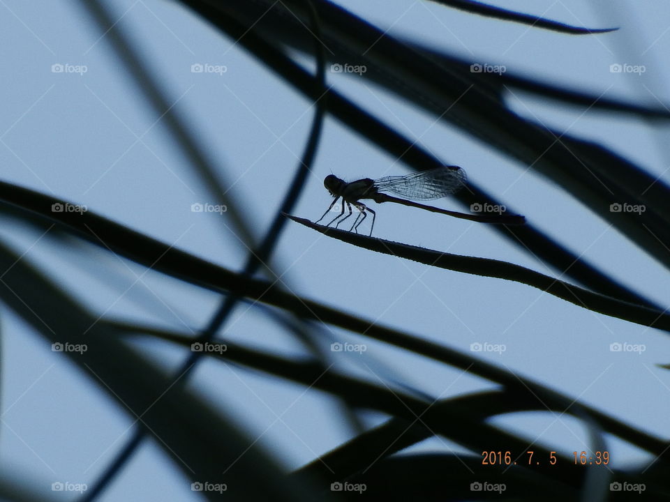 Silhouette of a dragonfly against a blurred blue background.