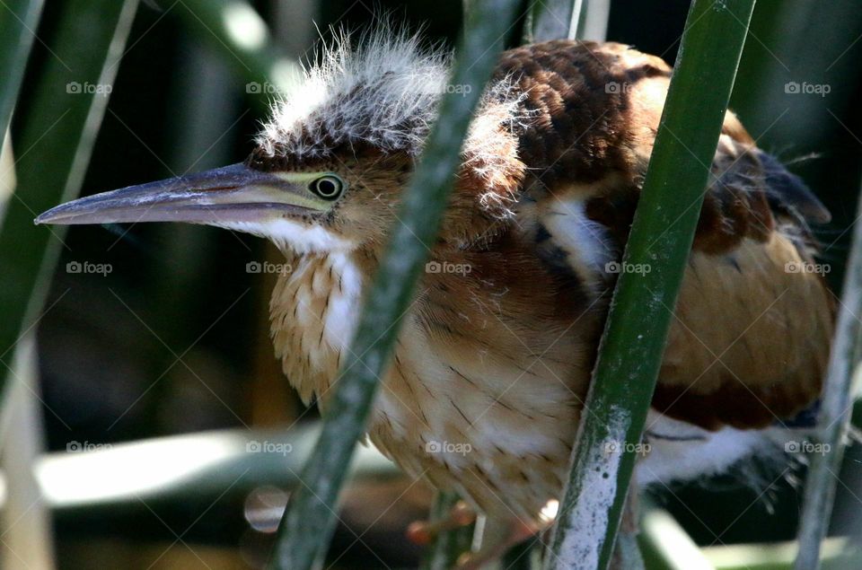 Least Bittern Juvenile in Reeds