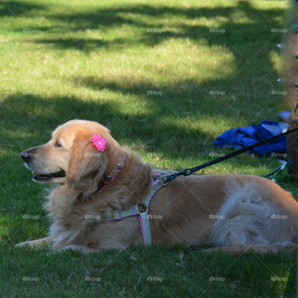 Golden Retriever Dogs are the most reliable,faithful,kind and intelligent canines to own! They are friendly and child adaptable! They love people and have big smiles.