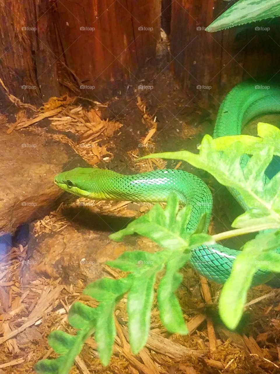 Snake, reptile, green..