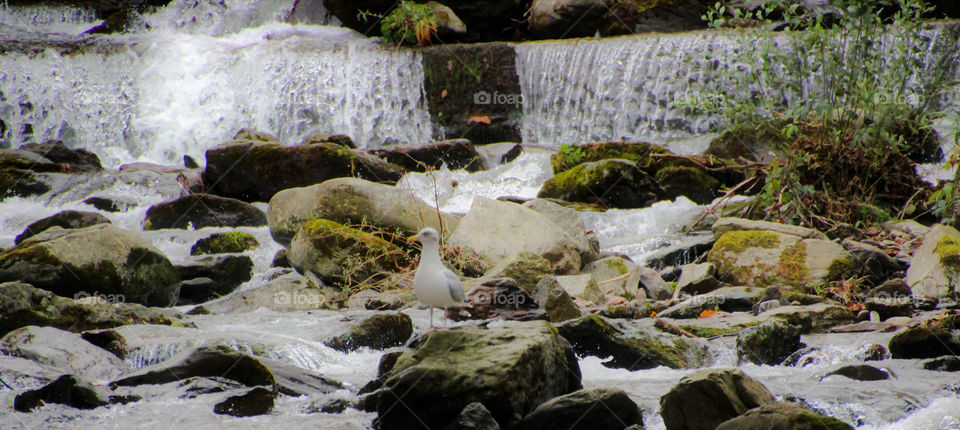 A seagull looks on whilst the waters fall behind