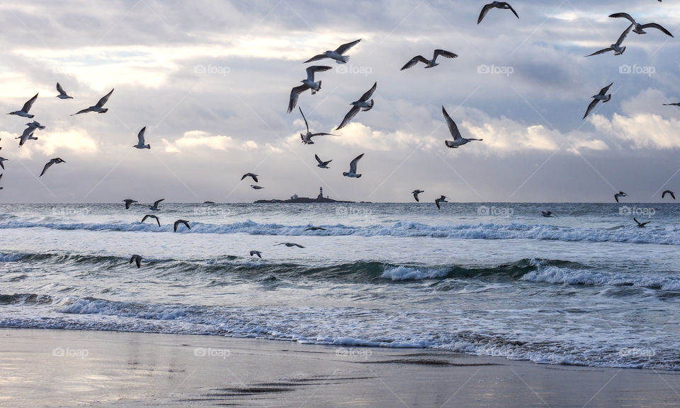 Birds flying over the sea