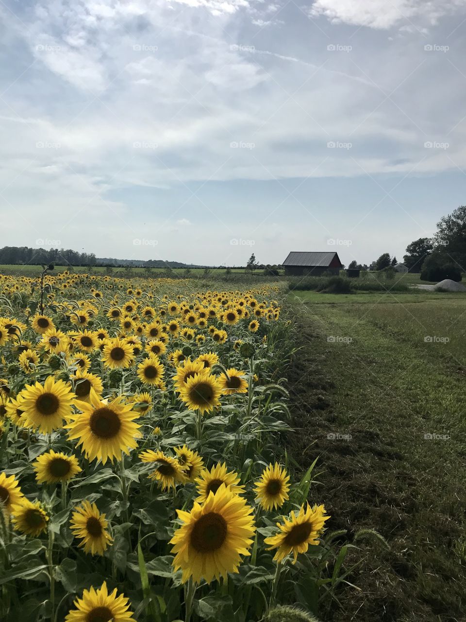 Sunflowers at Red Eagle 