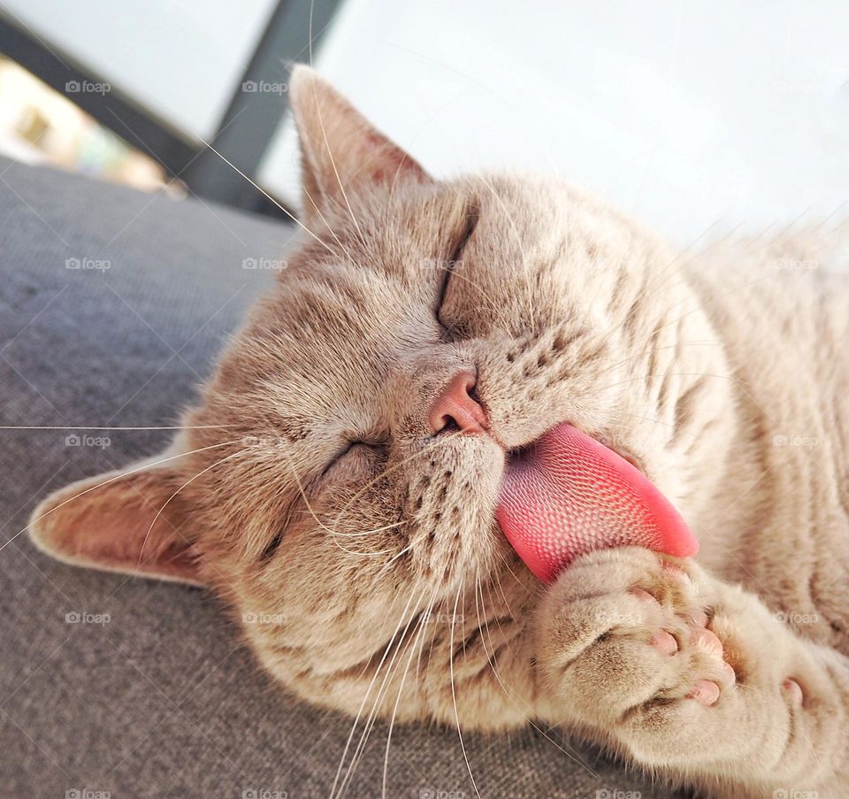 Cats are some of the cleanest animals. Barbs on their tongues allow them to comb through their fur