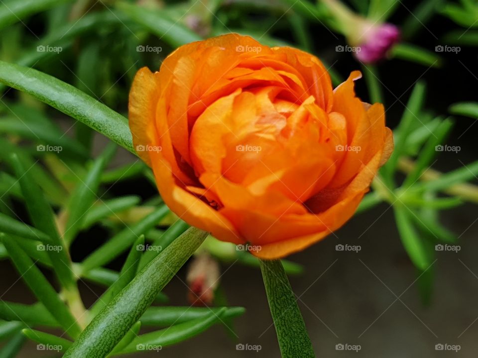 my beautiful Portulaca grandiflora