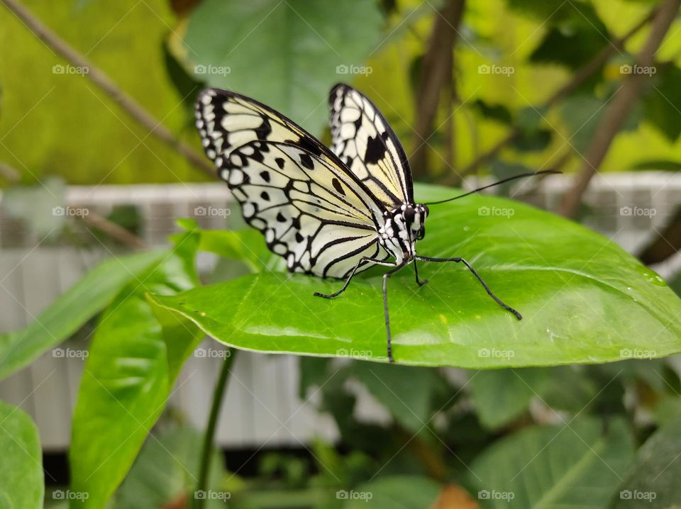 A buterfly in an zoo