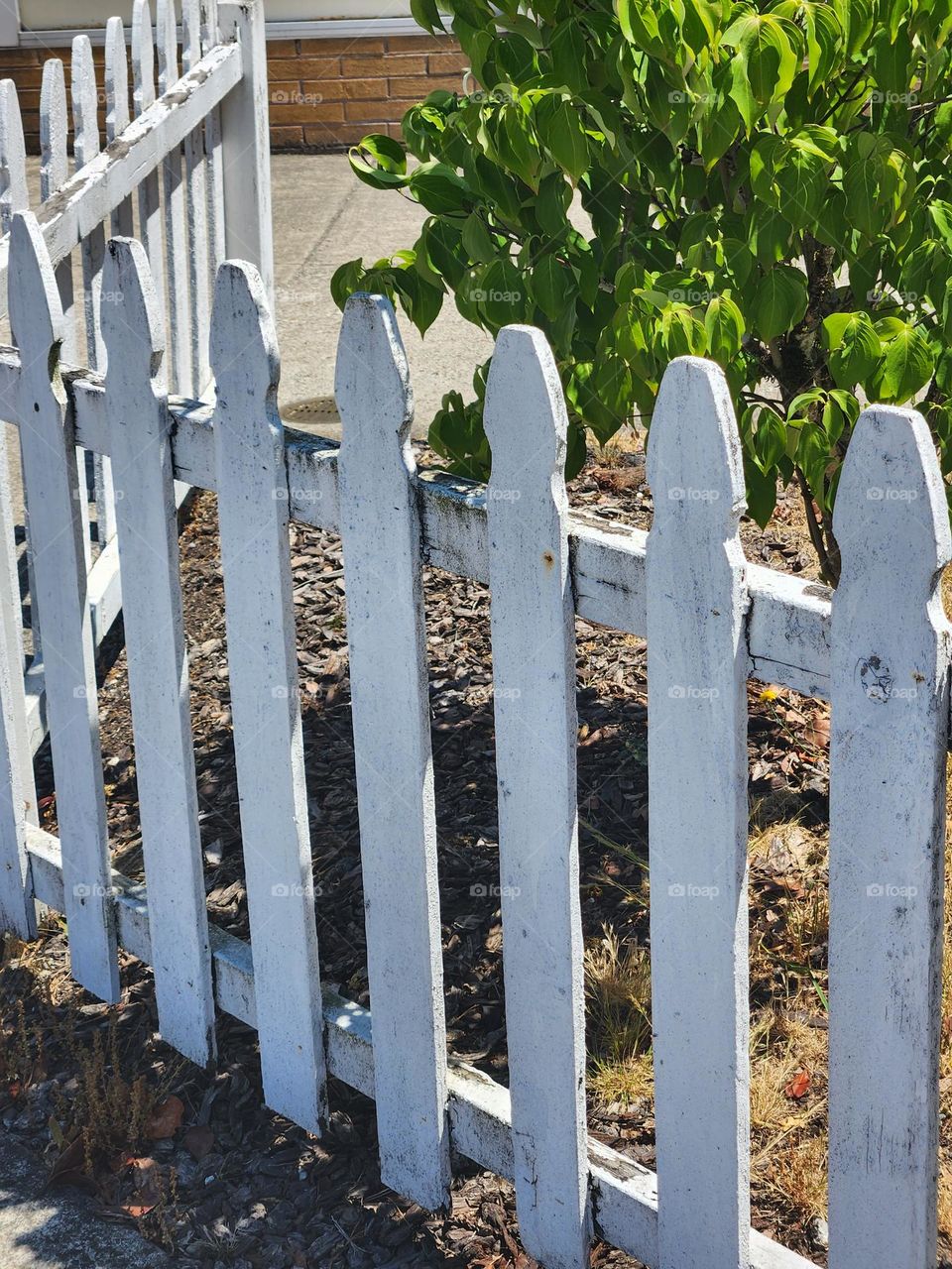 white picket fence around green tree in Oregon suburbs