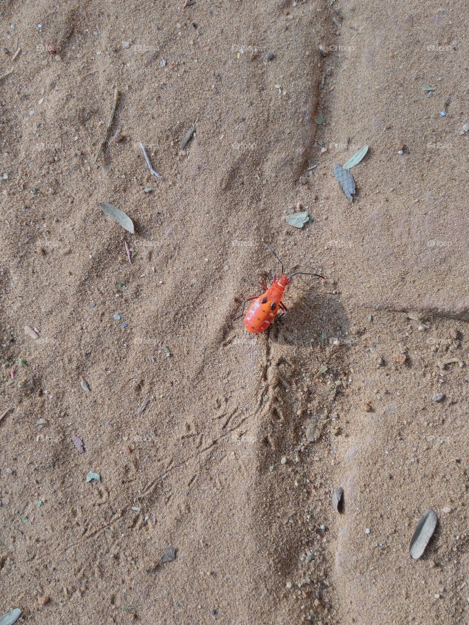 red bug