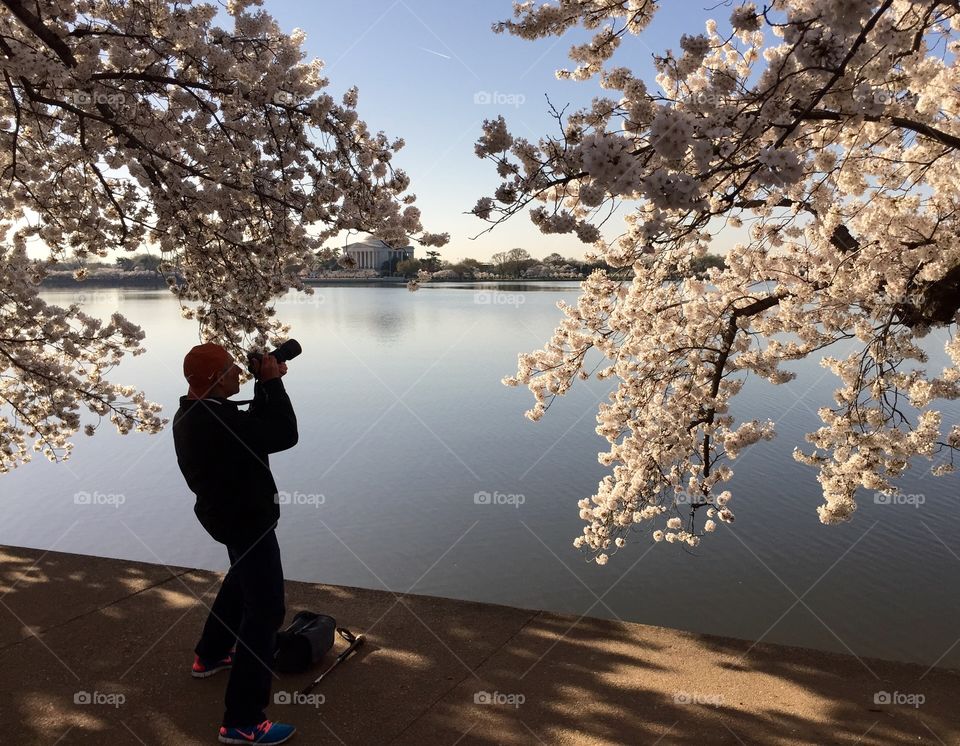 photographing the blooms in DC. While  walking around the tidal basin in Washington DC, I caught the silhouette of this man also photographing blossoms.