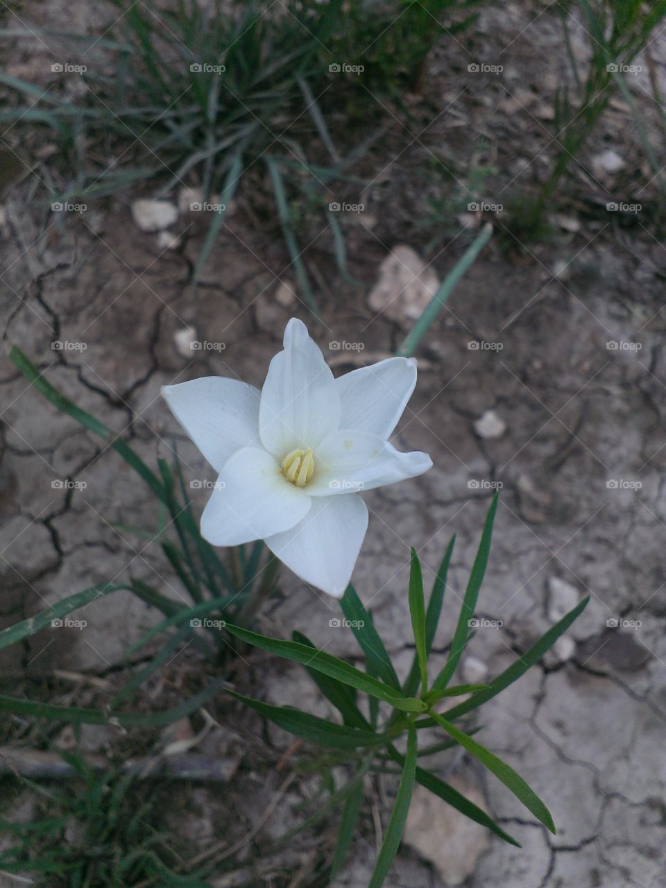 desert flower. something that was in my back yard that day