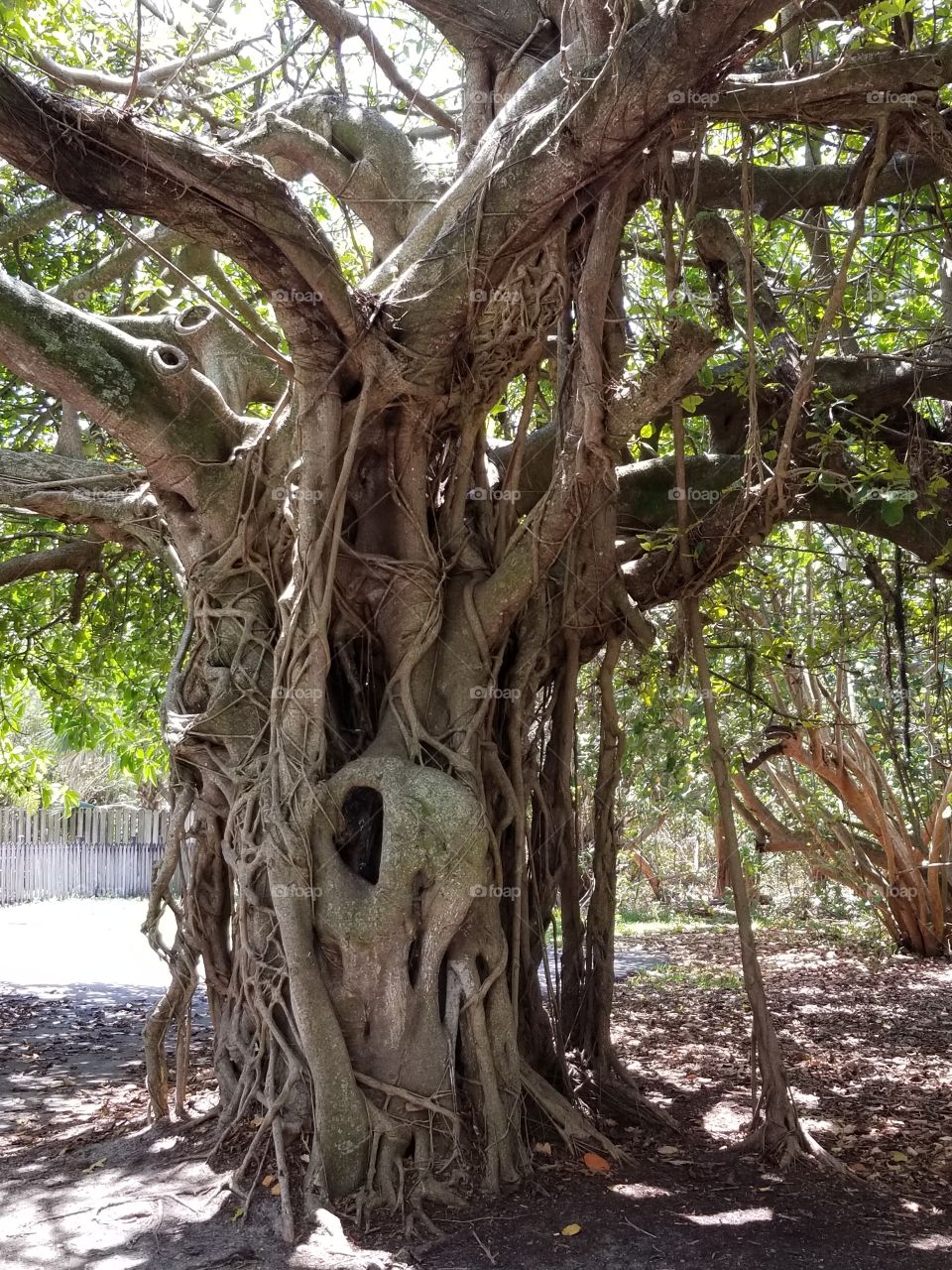 Hands down coolest tree