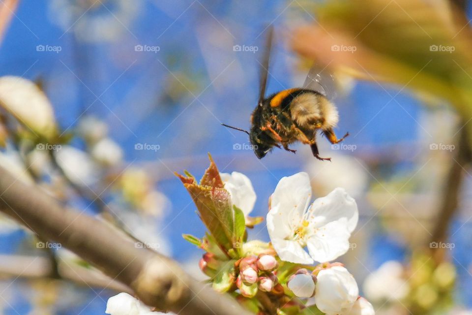 Bumblebee flying over flower