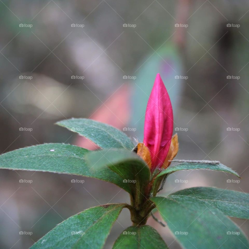Azalea bud