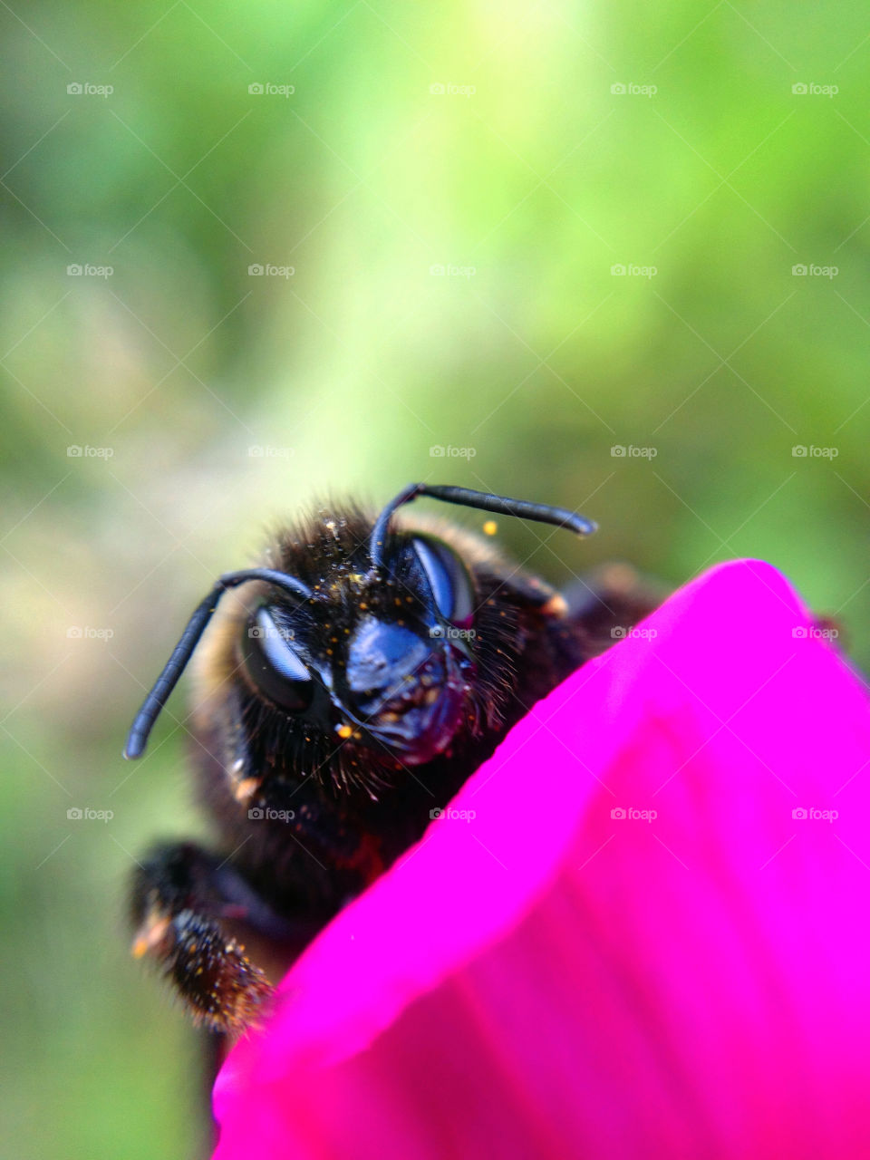 sweden garden flower macro by elluca