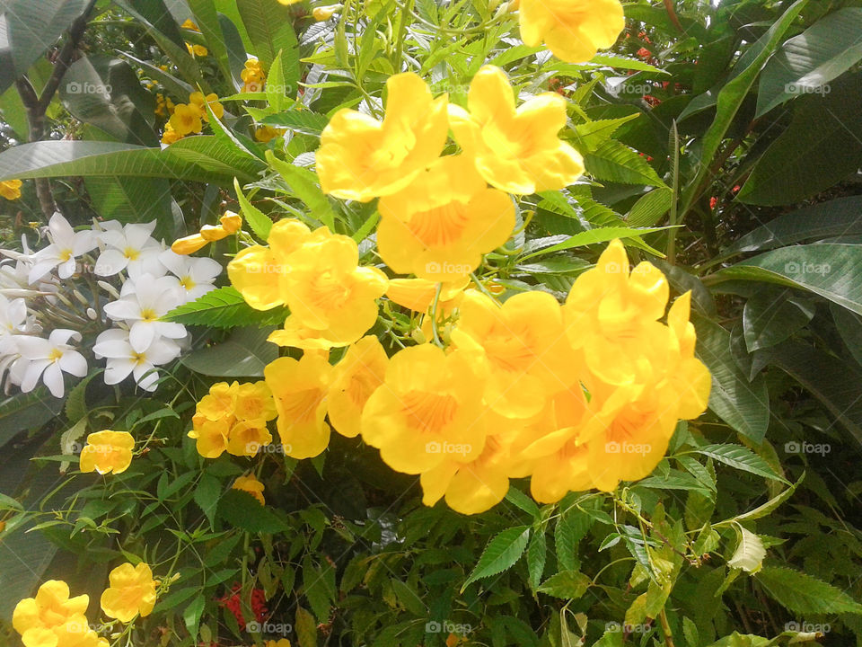 flores amarelas e brancas
