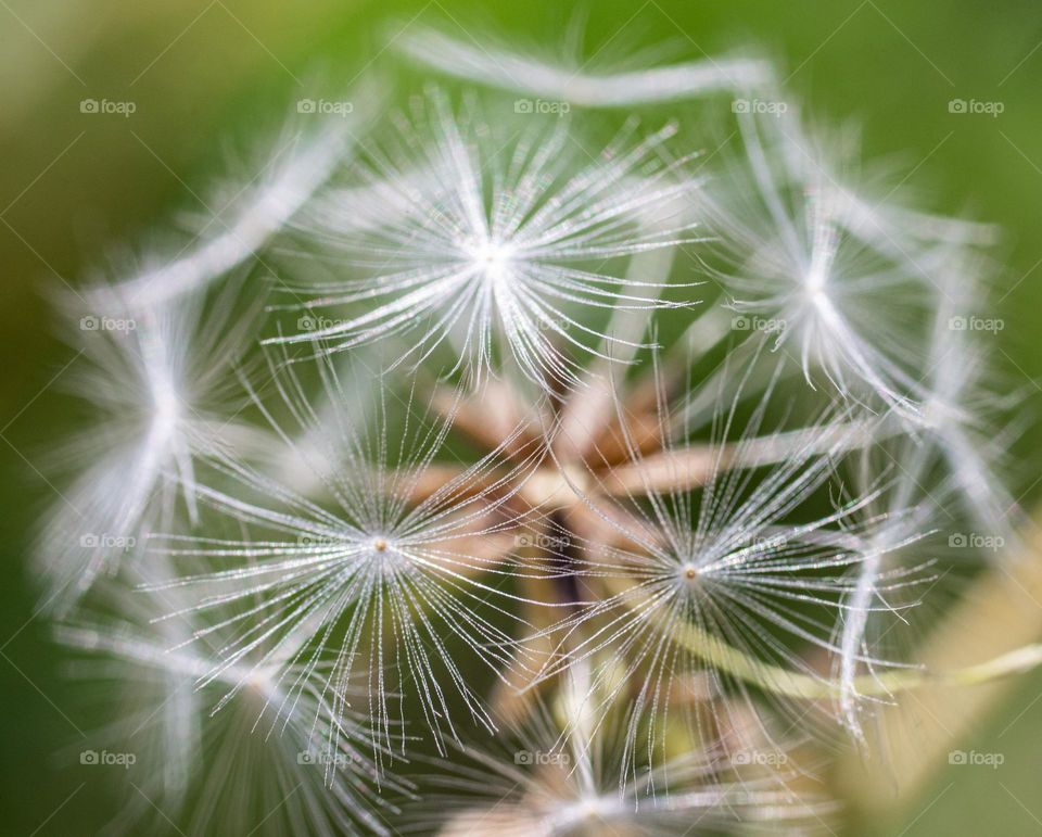 remains of a flower