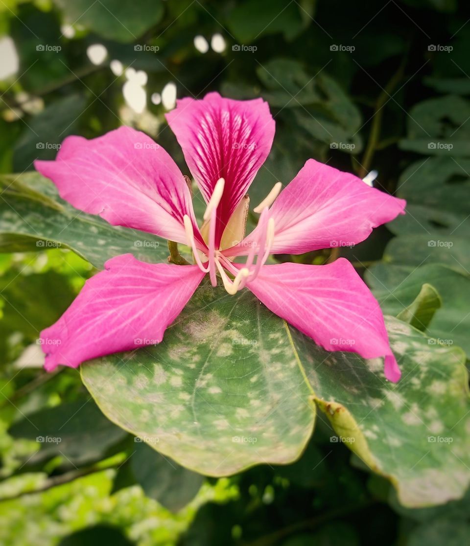 pink flower