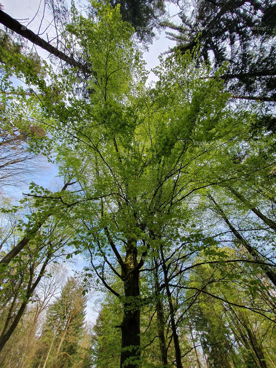 forest- green trees in the forest - look up into the treetops- looking into the sky