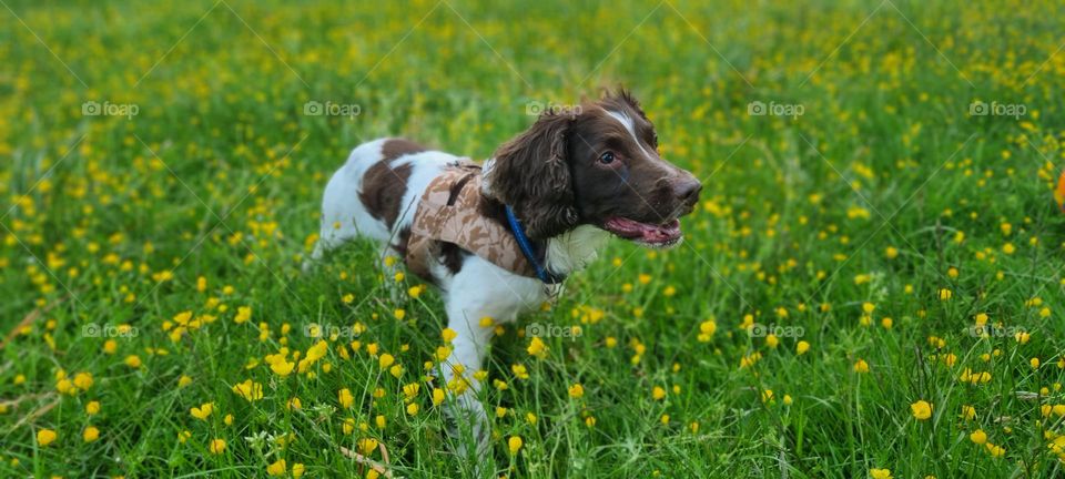 Headley in the spring meadows
