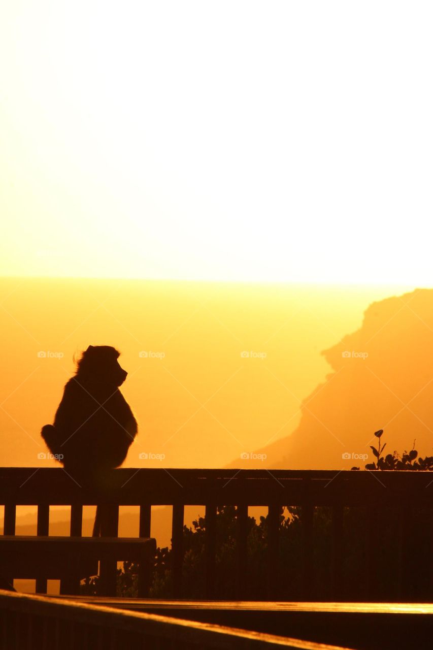 A very peaceful photograph of a baboon silhouetted by the sunset 