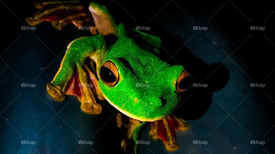frog  in night🐸