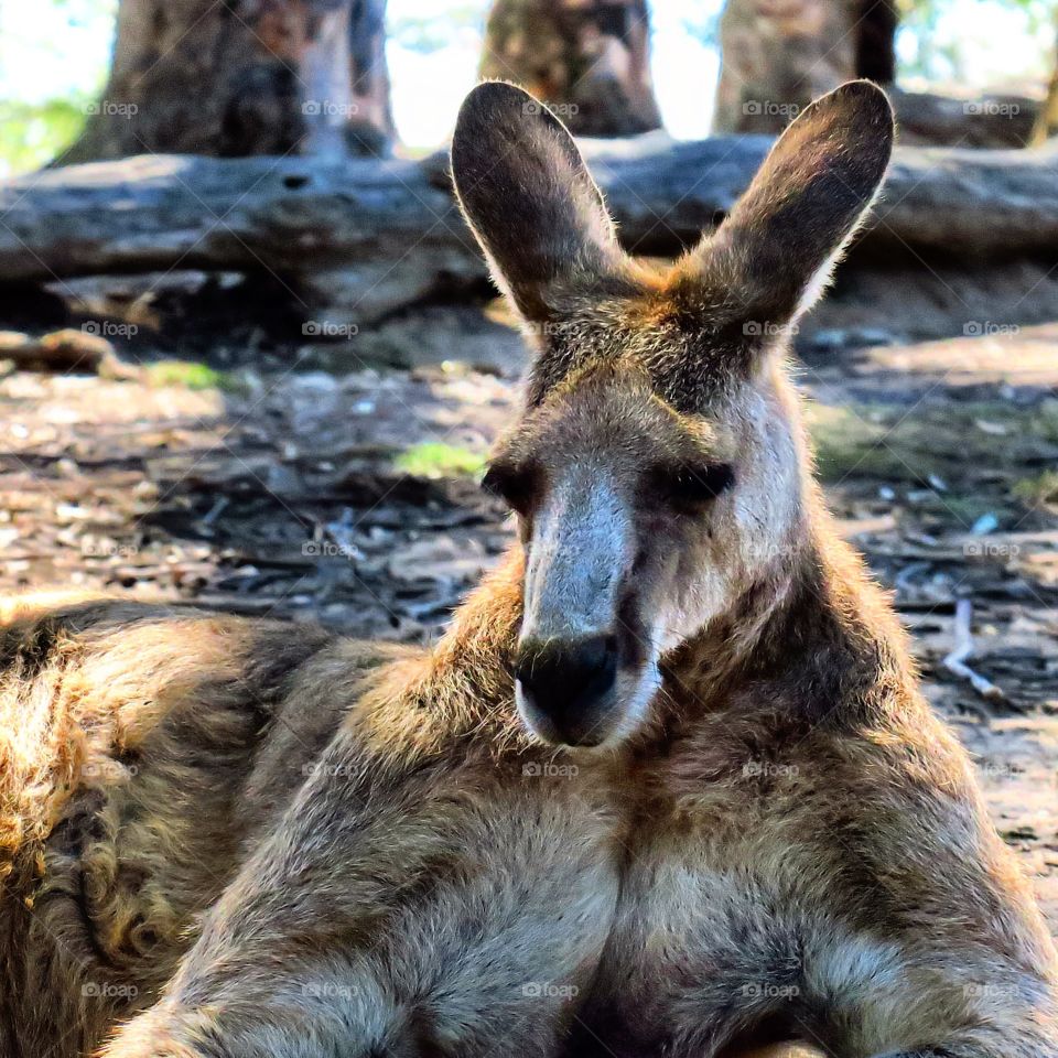 Naping Kangaroo