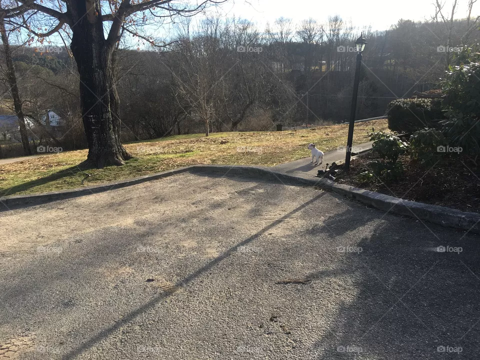 Yard