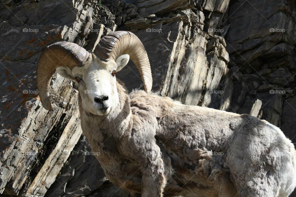 Mountain Sheep. A curious mountain sheep looks out over his spot in the Rocky Mountains near Banff, Alberta, Canada.