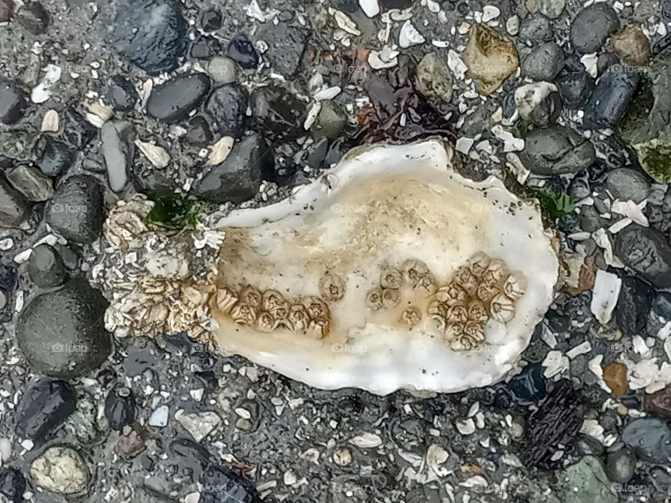 An opalescent half shell of an oyster laying on a Pacific NW beach with attached barnacles in black and white tones.