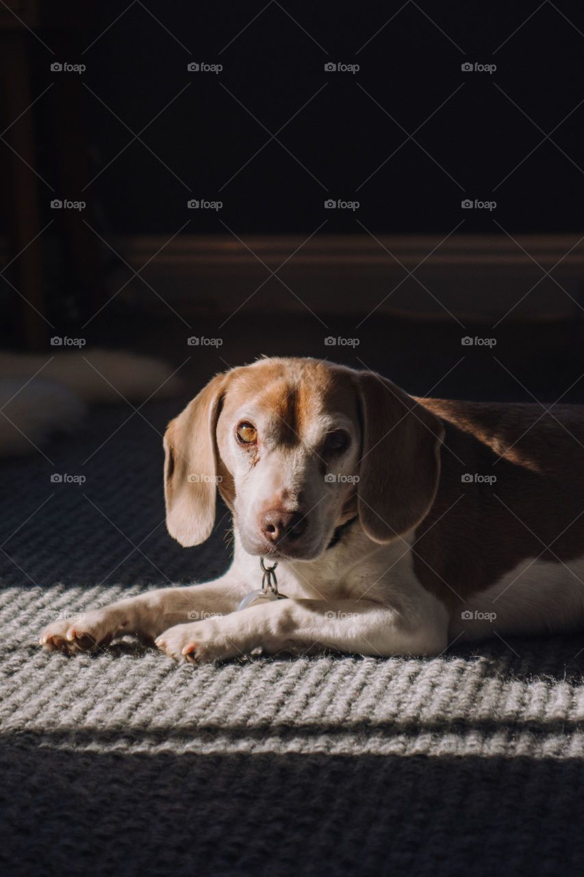 Dramatic lighting dog beagle